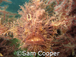 Tasseled Angler taken in Port Phillip Bay Melbourne Austr... by Sam Cooper 